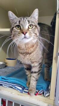 Domestic Short Hair Cats Available for Adoption in Hutchinson, Minnesota - Little Debbie | PetCurious