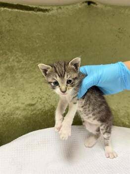 Domestic Short Hair Cats Available for Adoption in Riverside, California - NELLIE | PetCurious