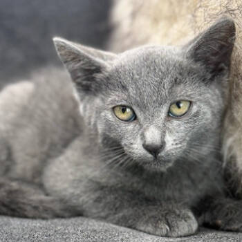 Rescue Domestic Short Hair Cats for Adoption in Los Angeles, California - Crankshaft | PetCurious