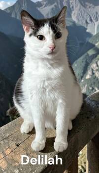 Calico Cats Available for Adoption in Weems, Virginia - Delilah | PetCurious