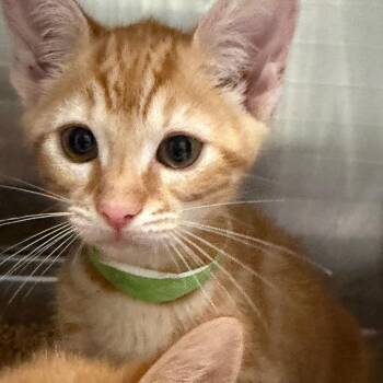 Freedom -  Domestic Short Hair Cat for Adoption in Blairsville, Georgia - Freedom | PetCurious