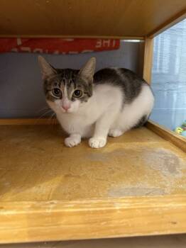 Rescue Domestic Short Hair Cats for Adoption in West Mifflin, Pennsylvania - Lava | PetCurious