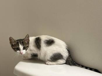 Dunkirk -  Domestic Short Hair Cat for Adoption in Raleigh, North Carolina - Dunkirk | PetCurious