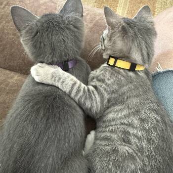 Rescue Tortoiseshell and Domestic Short Hair Cats for Adoption in Joshua Tree, California - COSMO | PetCurious