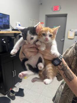 Veja -  Domestic Short Hair Cat for Adoption in Sorrento, Louisiana - Veja | PetCurious
