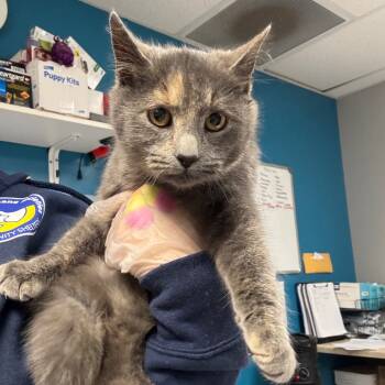 Rescue Domestic Short Hair Cats for Adoption in Vineland, New Jersey - Angel | PetCurious