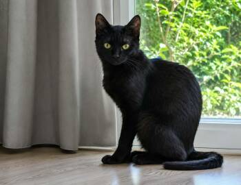 Fluff -  Domestic Short Hair Cat for Adoption in Burnaby, British Columbia - Fluff | PetCurious