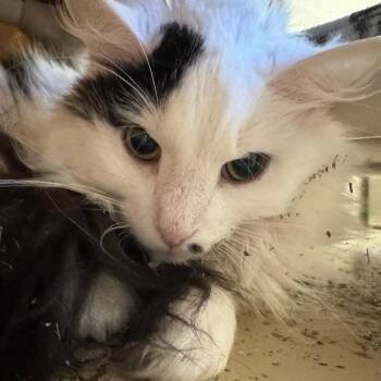 Itsy Bitsy -  Domestic Long Hair Cat for Adoption in Pekin, Illinois - Itsy Bitsy | PetCurious