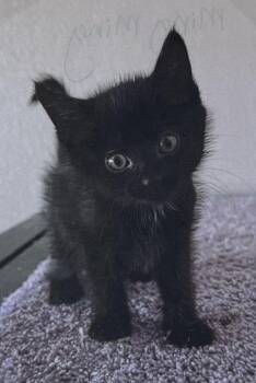 Ming Ming -  Domestic Short Hair Cat for Adoption in Fort Madison, Iowa - Ming Ming | PetCurious