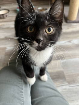 Rescue Domestic Short Hair Cats for Adoption in Trenton, New Jersey - Burdock | PetCurious