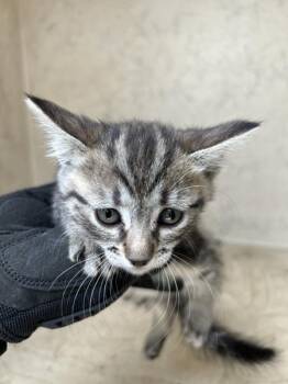 Lizzy -  Domestic Short Hair Cat for Adoption in Victorville, California - Lizzy | PetCurious
