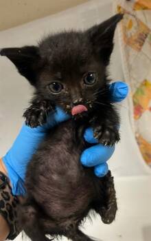 VENOM -  Domestic Short Hair Cat for Adoption in Riverside, California - VENOM | PetCurious