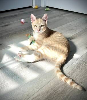 Tabby Cats Available for Adoption in Alameda, California - Mistletoe | PetCurious