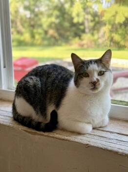 Snickers - Sweet and affectionate -  Domestic Short Hair Cat for Adoption in Muskego, Wisconsin - Snickers - Sweet And Affectionate | PetCurious