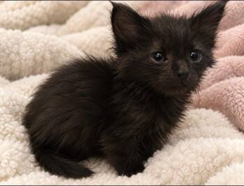 Truffles -  Domestic Short Hair Cat for Adoption in Brewster, New York - Truffles | PetCurious
