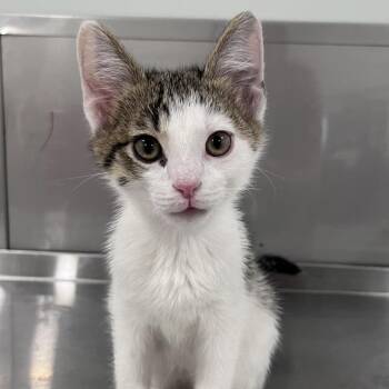 Domestic Short Hair Cats Available for Adoption in Washburn, Missouri - Moo-zilla | PetCurious