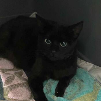 Momma Houdini -  American Shorthair Cat for Adoption in Newberg, Oregon - Momma Houdini | PetCurious