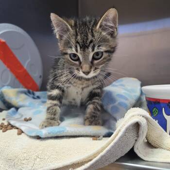 Neigh-Sayer -  Domestic Short Hair Cat for Adoption in Brookings, South Dakota - Neigh-Sayer | PetCurious