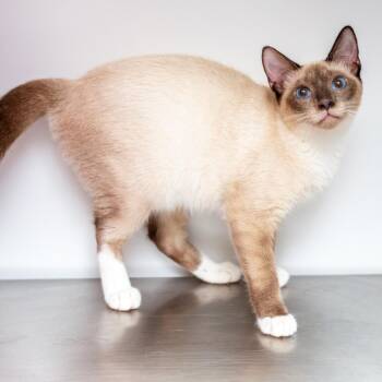Jamil -  Siamese and Domestic Short Hair Cat for Adoption in Hattiesburg, Mississippi - Jamil | PetCurious