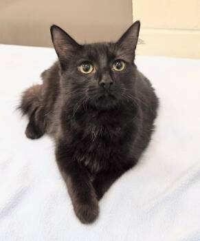 Domestic Medium Hair Cats Available for Adoption in Lindenhurst, New York - 6-163 Renee | PetCurious