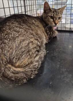 STACEY -  Domestic Short Hair Cat for Adoption in Fort Myers, Florida - STACEY | PetCurious