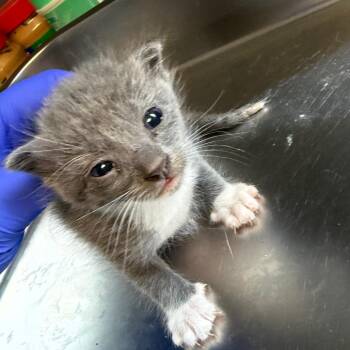 TUSC-Stray-85488_2_3_4 -  Domestic Short Hair Cat for Adoption in Tuscaloosa, Alabama - TUSC-Stray-85488_2_3_4 | PetCurious