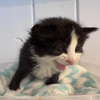Barcode -  Domestic Short Hair Cat Available for Adoption in Jupiter, Florida - Barcode | PetCurious