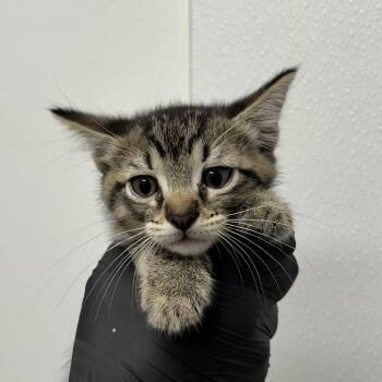 Heathcliff -  Domestic Short Hair Cat for Adoption in Abilene, Texas - Heathcliff | PetCurious