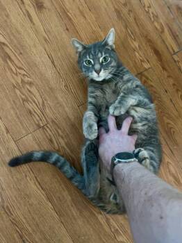 Domestic Short Hair Cats Available for Adoption - Rufio Spruce | PetCurious