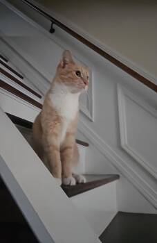 Canchita Dorance -  Domestic Short Hair Cat for Adoption in Philadelphia, Pennsylvania - Canchita Dorance | PetCurious
