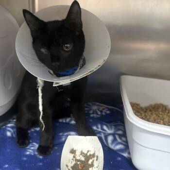 Mr. Postman -  Domestic Short Hair Cat for Adoption in Lakeland, Florida - Mr. Postman | PetCurious