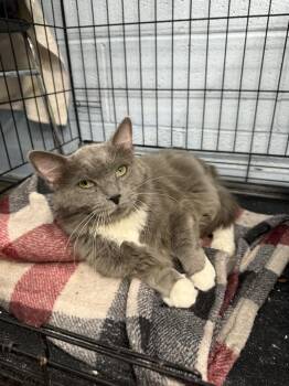Grumpelstiltskin -  Domestic Long Hair Cat for Adoption in West Mifflin, Pennsylvania - Grumpelstiltskin | PetCurious