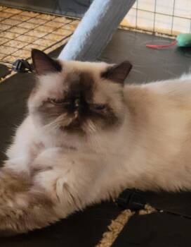 Baby Laddie -  Domestic Medium Hair and Persian Cat for Adoption in Chandler, Arizona - Baby Laddie | PetCurious