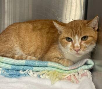 Rescue Domestic Short Hair Cats for Adoption in Indiana, Pennsylvania - Wisteria | PetCurious