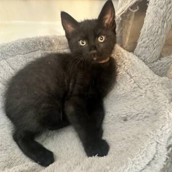 SASSY -  Domestic Medium Hair Cat Available for Adoption in Auburn, California - SASSY | PetCurious