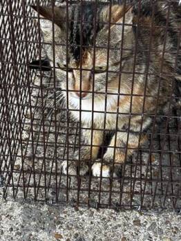 Domestic Short Hair Cats Available for Adoption in Houston, Texas - A654763 | PetCurious