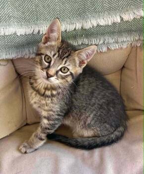 Twix -  Domestic Short Hair Cat Available for Adoption in Chicopee, Massachusetts - Twix | PetCurious