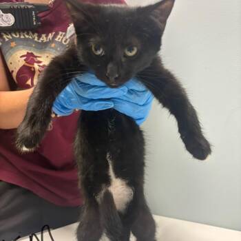 Kim -  Domestic Short Hair Cat for Adoption in Mooresville, North Carolina - Kim | PetCurious