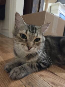 Aziri (1/2 price adoption fee) -  Domestic Medium Hair and Tabby Cat for Adoption in New York, New York - Aziri (1/2 Price Adoption Fee) | PetCurious