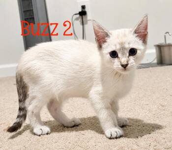 Buzz 2 -  Domestic Short Hair and Siamese Cat for Adoption in Murfreesboro, Tennessee - Buzz 2 | PetCurious