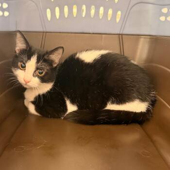Bonaroo -  Domestic Short Hair Cat for Adoption in Indianapolis, Indiana - Bonaroo | PetCurious