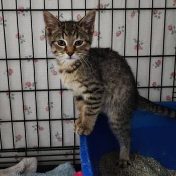 Rescue Domestic Short Hair Cats for Adoption in Monroe, Michigan - Jack Torrance | PetCurious