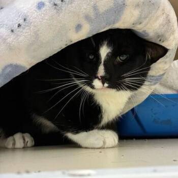 Domestic Short Hair Cats Available for Adoption in Dayton, Ohio - Squid | PetCurious