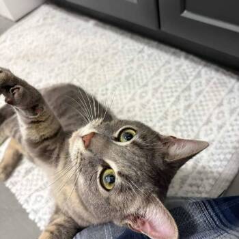 Drew -  Domestic Short Hair Cat Available for Adoption in Alexandria, Virginia - Drew | PetCurious