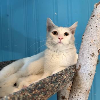 Wren -  Domestic Medium Hair Cat for Adoption in Lemont, Illinois - Wren | PetCurious