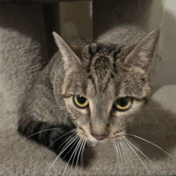 Domestic Short Hair Cats Available for Adoption - Gretal | PetCurious