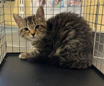 PIPPI -  Domestic Short Hair Cat for Adoption in Fort Myers, Florida - PIPPI | PetCurious