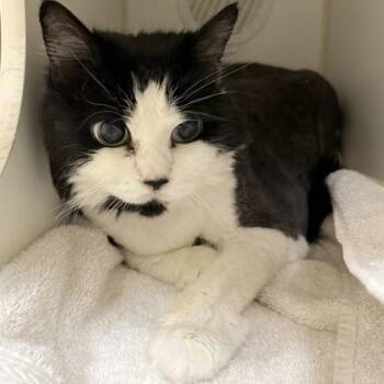 Magic -  Domestic Long Hair and Domestic Short Hair Cat for Adoption in Lowell, Massachusetts - Magic | PetCurious