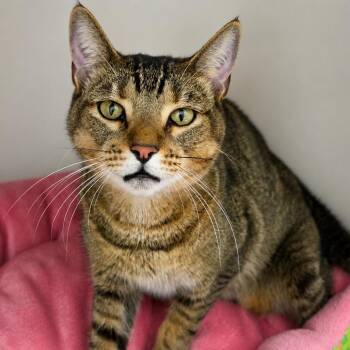 Mille-feuille -  Domestic Short Hair Cat for Adoption in Sarasota, Florida - Mille-feuille | PetCurious