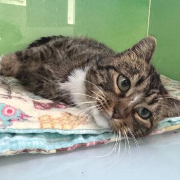Rescue Domestic Short Hair Cats for Adoption in Zimmerman, Minnesota - Brookie | PetCurious